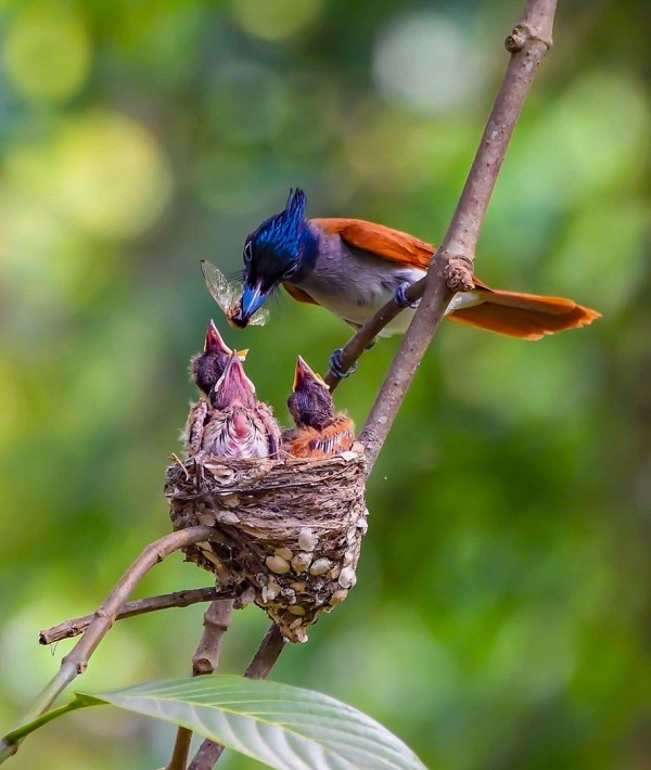 J1S3I23
